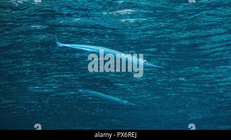 Pesce needlefish keeltail, Platybelone argalus, subacquea in prossimità della superficie dell'acqua, oceano pacifico, Polinesia Francese Foto Stock