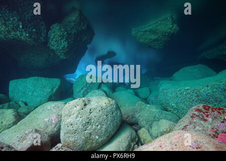 Paesaggio sottomarino rocce all'interno di una grotta poco profonda nel mare Mediterraneo, Costa Brava, Spagna Foto Stock