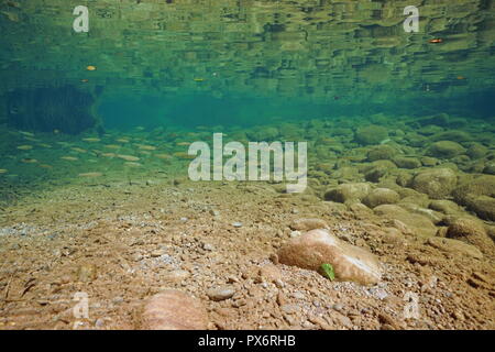 Sott'acqua in un fiume roccioso con una scuola di pesci di acqua dolce (cavedano Squalius cefalo), la Muga, Alt Emporda, Catalogna, Spagna Foto Stock