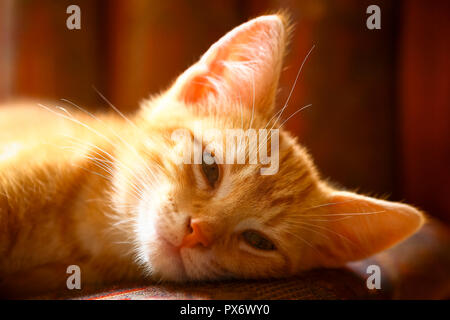 Lo zenzero sgombri tabby kitten in soft focus Foto Stock