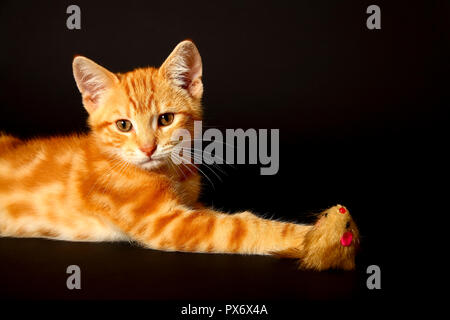 Lo zenzero sgombri tabby12 settimane vecchio cucciolo isolata su uno sfondo nero gioca con un giocattolo mouse Foto Stock