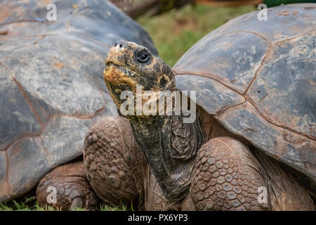 Le Galapagos tartaruga (Chelonoidis nigra) Foto Stock