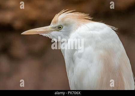 Airone guardabuoi (Bubulcus ibis) Foto Stock