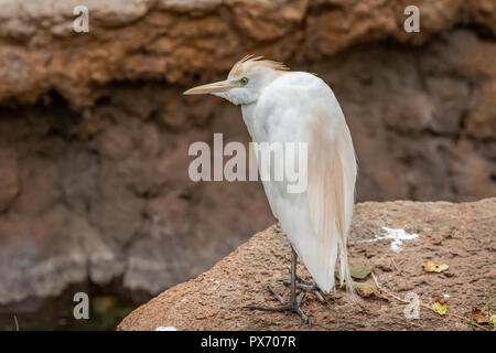 Airone guardabuoi (Bubulcus ibis) Foto Stock