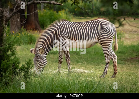 Di Grevy Zebra (Equus grevyi) pascolare nel suo contenitore in un zoo Foto Stock