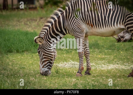Di Grevy Zebra (Equus grevyi) pascolare nel suo contenitore in un zoo Foto Stock