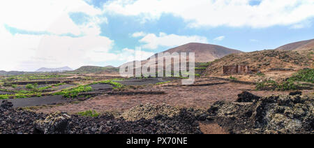 Lanzarote, Spagna - 9 Giugno 2017: la coltivazione di vigneti a terra Foto Stock