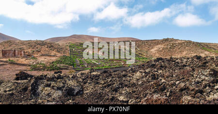 Lanzarote, Spagna - 9 Giugno 2017: la coltivazione di vigneti a terra Foto Stock