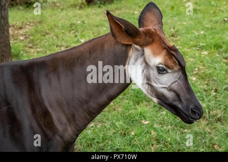 Okapi (Okapia johnstoni) in uno zoo. Foto Stock