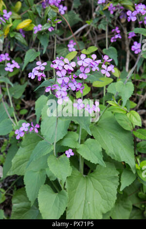 Lunaria annua è una specie di pianta flowering nativa per i Balcani e il sud ovest asiatico Foto Stock