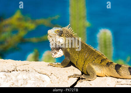 Iguana si crogiola al sole in Playa Lagun, Curacao, Paesi Bassi. Con il fuoco selettivo Foto Stock