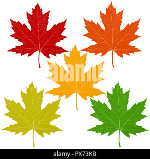 Foglie di autunno con un rosso maple leaf incluso orange giallo verde simboli come un tema stagionale nozione come un icona di autunno Meteo su bianco. Foto Stock