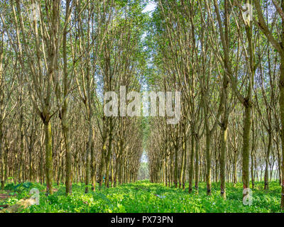 Struttura in gomma foresta. Fila di alberi della gomma e la vaschetta di aspetto lattiginoso lattice. Fonte di gomma naturale. La maschiatura del lattice di gomma dall'albero. Foto Stock