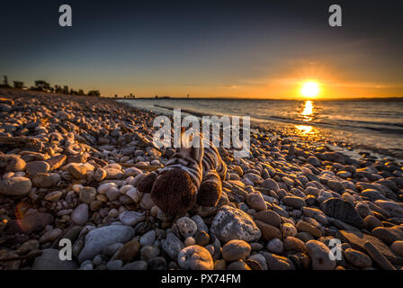 Farcite Giocattolo carino zebra giacente su rocce sulla spiaggia con splendida colorato tramonto sul lago Neusiedler in Podersdorf, Austria Foto Stock