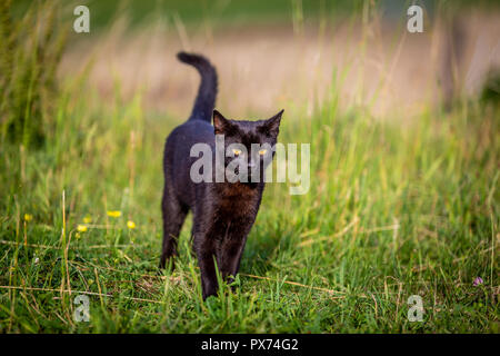 Diavolo nero. Nizza pelliccia gatto nero camminare e di intrufolarsi in giardino verde Foto Stock