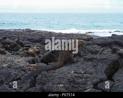 Iguana su Isla Isabela, Galapagos, Ecuador Foto Stock