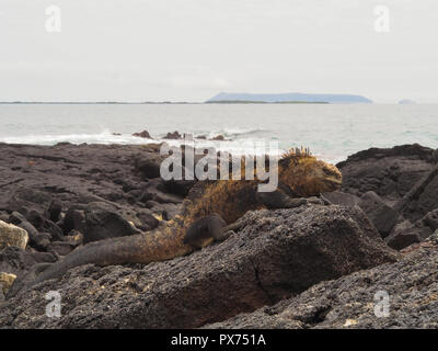 Iguana su Isla Isabela, Galapagos, Ecuador Foto Stock