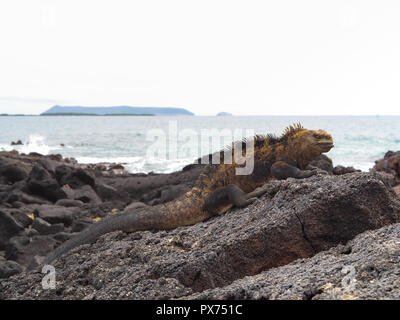 Iguana su Isla Isabela, Galapagos, Ecuador Foto Stock