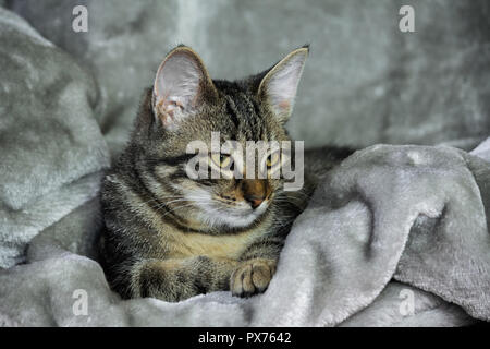 Piccolo mongrel striped kitten è sdraiato su un tappeto grigio, con calma, avvolti in un materiale caldo, sonnolenza, giallo con gli occhi verdi e un'arancia naso, close-up, Foto Stock