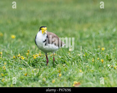 Masked Pavoncella Vanellus (miglia) gara 'novaehollandiae'. Noto anche come dallo sperone Plover Foto Stock