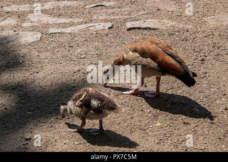 Piccoli pulcini d'oca con un adulto oca egiziana passeggiate nel parco Foto Stock