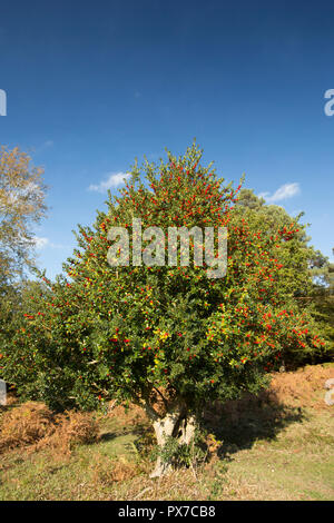 Un holly tree, Ilex aquifolium e bacche sotto un cielo blu crescendo nella nuova foresta in Hampshire England Regno Unito GB. Foto Stock