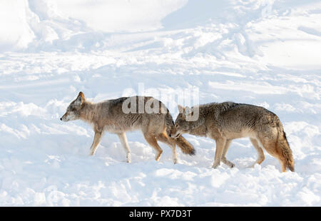 Due i coyote (Canis latrans) isolato su sfondo bianco a piedi e la caccia in inverno la neve in Canada Foto Stock