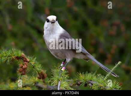 Canada Jay o Gray Jay (Perisoreus canadensis) arroccato sul ramo nel Parco Algonquin in autunno in Canada Foto Stock