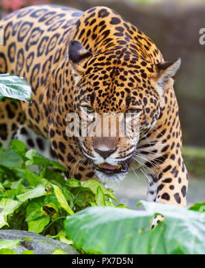 Jaguar camminando sulle rocce della caccia in Costa Rica Foto Stock