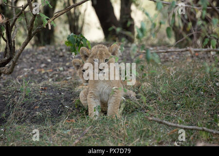 Due giovani lion cubs Panthera leo nel canneto Masai Mara Kenya Foto Stock