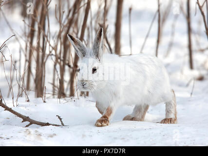 Escursioni con le racchette da neve o lepre variabile lepre (Lepus americanus) passeggiate in inverno in Canada Foto Stock