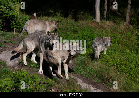 Legname lupi o lupi grigi (Canis lupus) wolf pack in piedi insieme su di una scogliera rocciosa in autunno in Canada Foto Stock