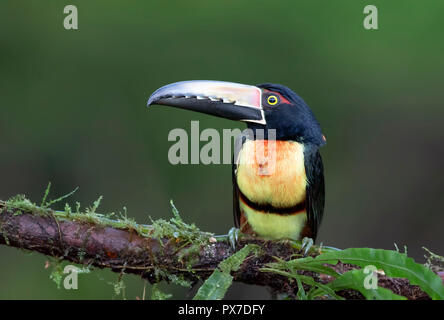 Collare Toucan Aracari (Pteroglossus) appollaiato su un ramo nelle foreste pluviali del Costa Rica Foto Stock