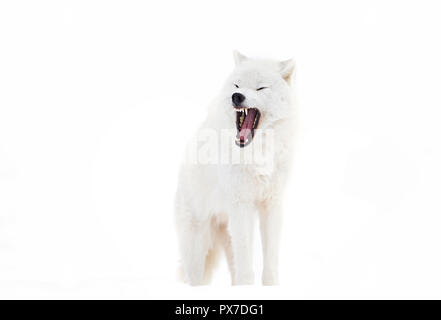 Un artico solitario Lupo (Canis lupus arctos) Corteccia isolata su sfondo bianco in Canada Foto Stock