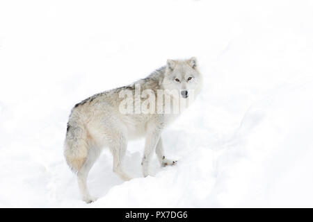 Un artico solitario Lupo (Canis lupus arctos) isolato su sfondo bianco a piedi nella neve invernale in Canada Foto Stock