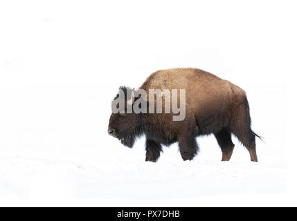 Bisonte americano, bufalo isolato su uno sfondo bianco camminando in un campo coperto di neve in Canada Foto Stock