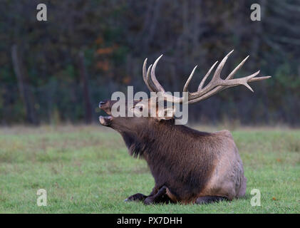 Un alce toro con grandi corna chiama durante il rut in Canada Foto Stock