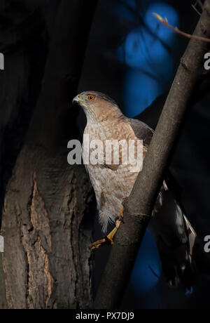 Cooper's Hawk appollaiato sul ramo nella foresta in Canada Foto Stock