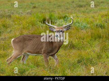 White-tailed deer buck con un enorme collo in piedi su alert cercando un compagno durante la routine al mattino presto luce autunnale di Ottawa in Canada Foto Stock