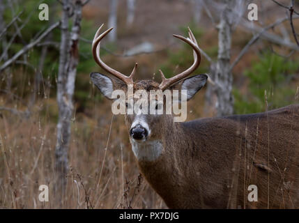 White-tailed deer buck con un enorme collo in piedi su alert cercando un compagno durante la routine al mattino presto luce autunnale di Ottawa in Canada Foto Stock