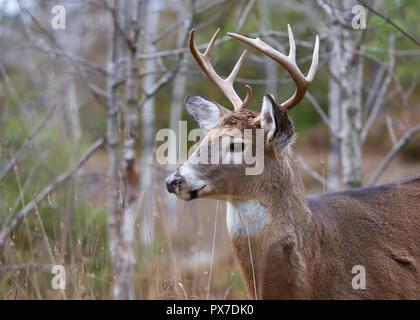 White-tailed deer buck con un enorme collo in piedi su alert cercando un compagno durante la routine al mattino presto luce autunnale di Ottawa in Canada Foto Stock