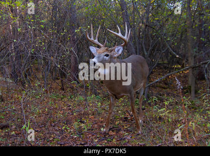 White-tailed deer buck con un enorme collo in piedi su alert cercando un compagno durante la routine al mattino presto luce autunnale di Ottawa in Canada Foto Stock