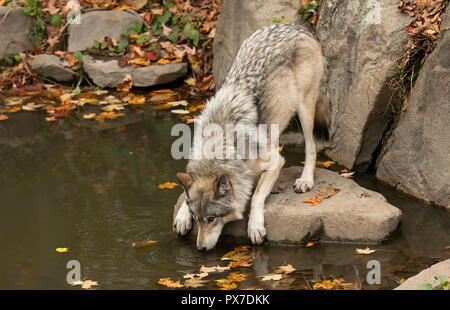 Un legname Lone Wolf o Lupo (Canis lupus) acqua potabile da un pons in una giornata autunnale in Canada Foto Stock