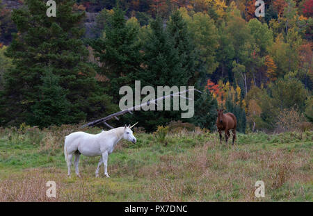 Il mitico unicorn lambisce in un campo erboso accanto a un fienile in Canada Foto Stock