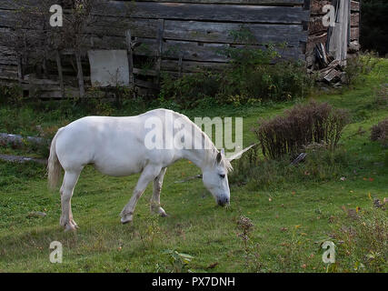 Il mitico unicorn lambisce in un campo erboso accanto a un fienile in Canada Foto Stock