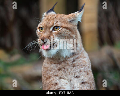 Eurasian (Lynx Lynx lynx) Captive fotografia Foto Stock