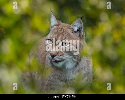 Eurasian (Lynx Lynx lynx) Captive fotografia Foto Stock