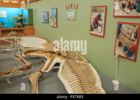 Display di dinosauro alla Phillips County Museum in malta, montana Foto Stock