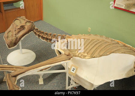 Display di dinosauro alla Phillips County Museum in malta, montana Foto Stock