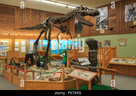 Display di dinosauro alla Phillips County Museum in malta, montana Foto Stock